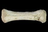 Fossil Sauropod Dinosaur Caudal Vertebra - Morocco #144820-1